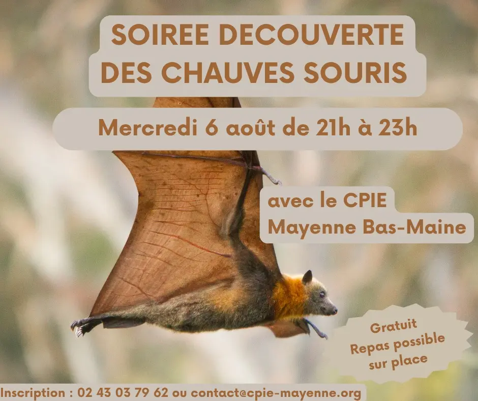 soirée découverte des chauves souris