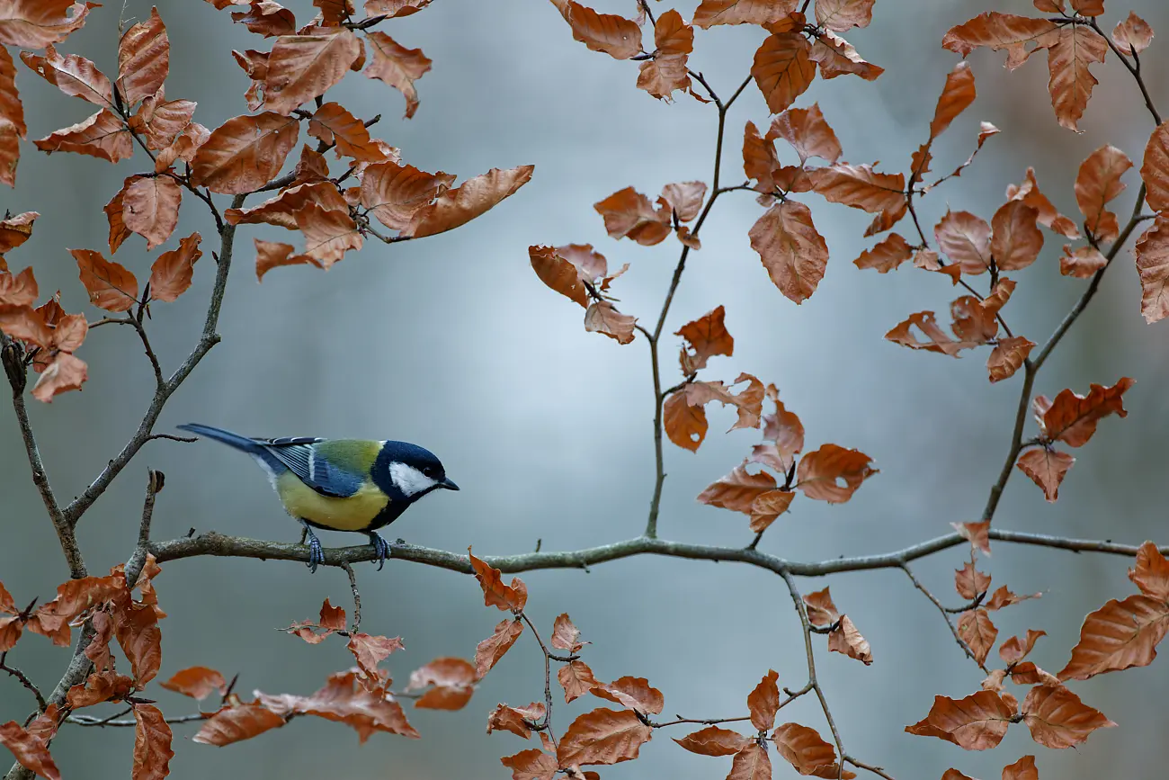 Mésange charbonnière