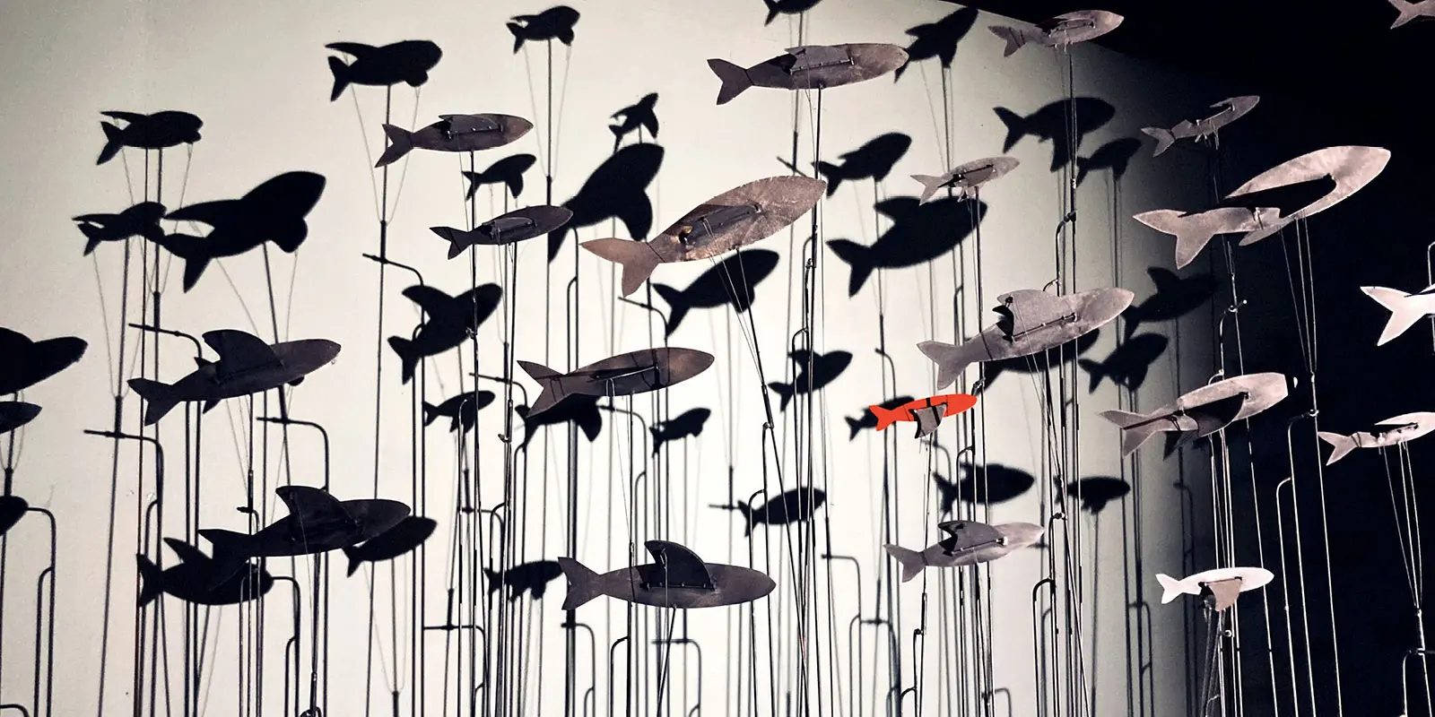 2025-10-28-il-ya-des-oiseaux-dans-laquarium