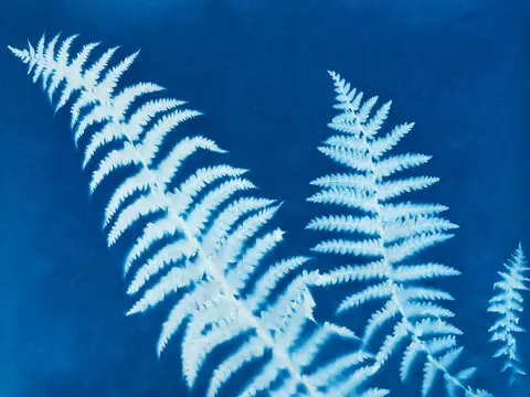 Cyanotype