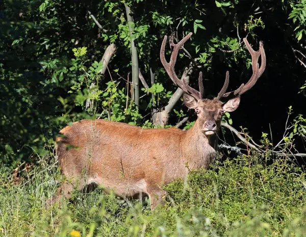 BRAME DU CERF
