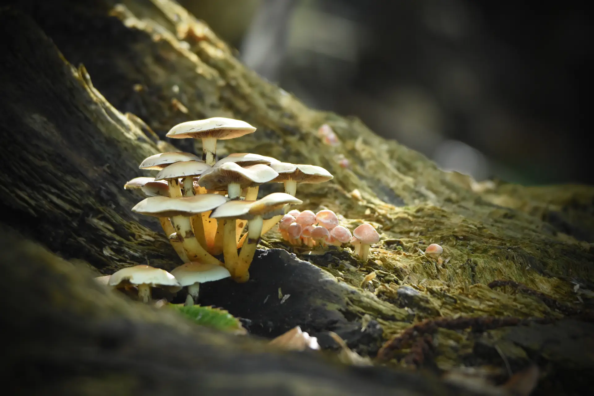 Champignon en touffe
