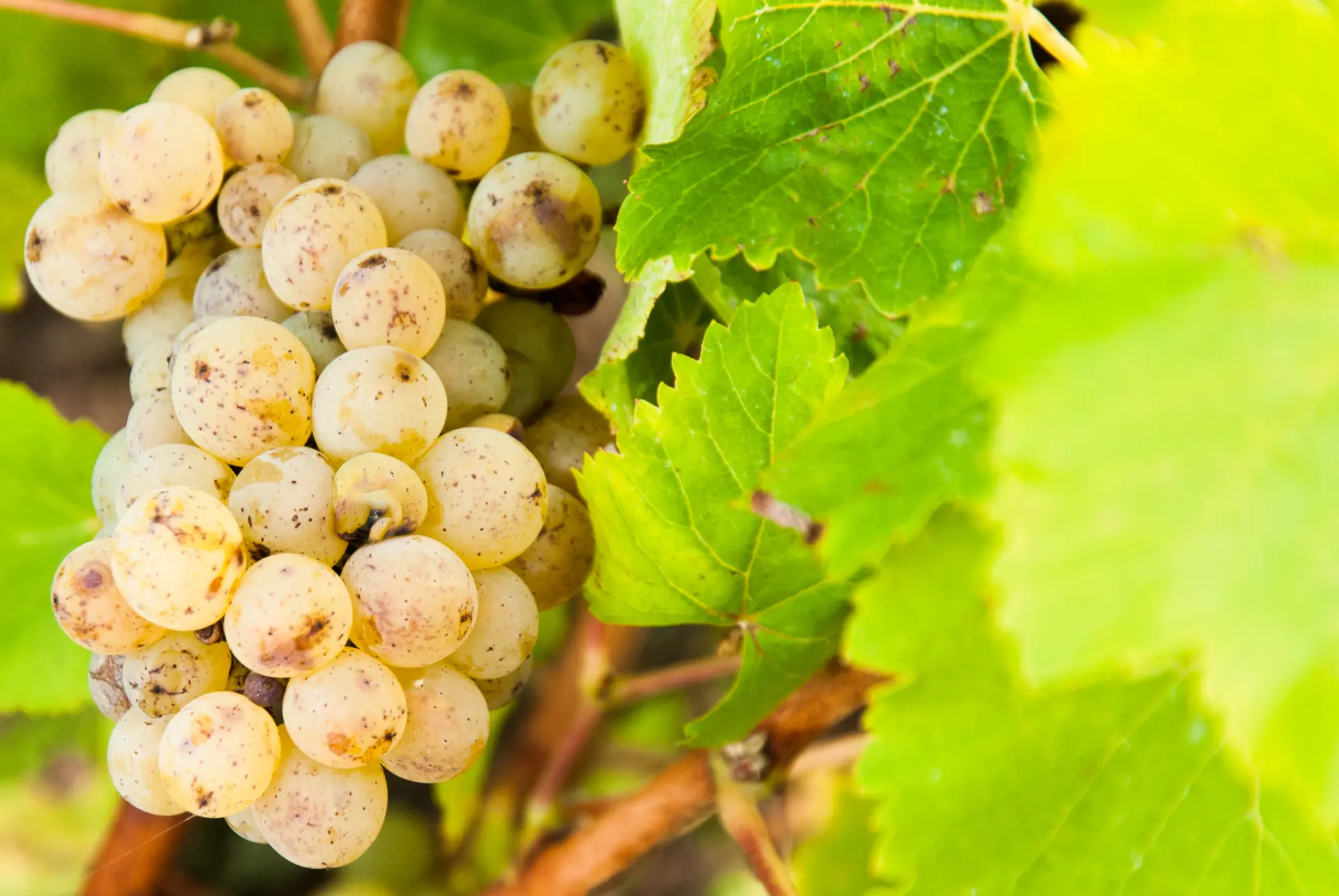 Dissay_-_vendanges_-_Stevan_Lira