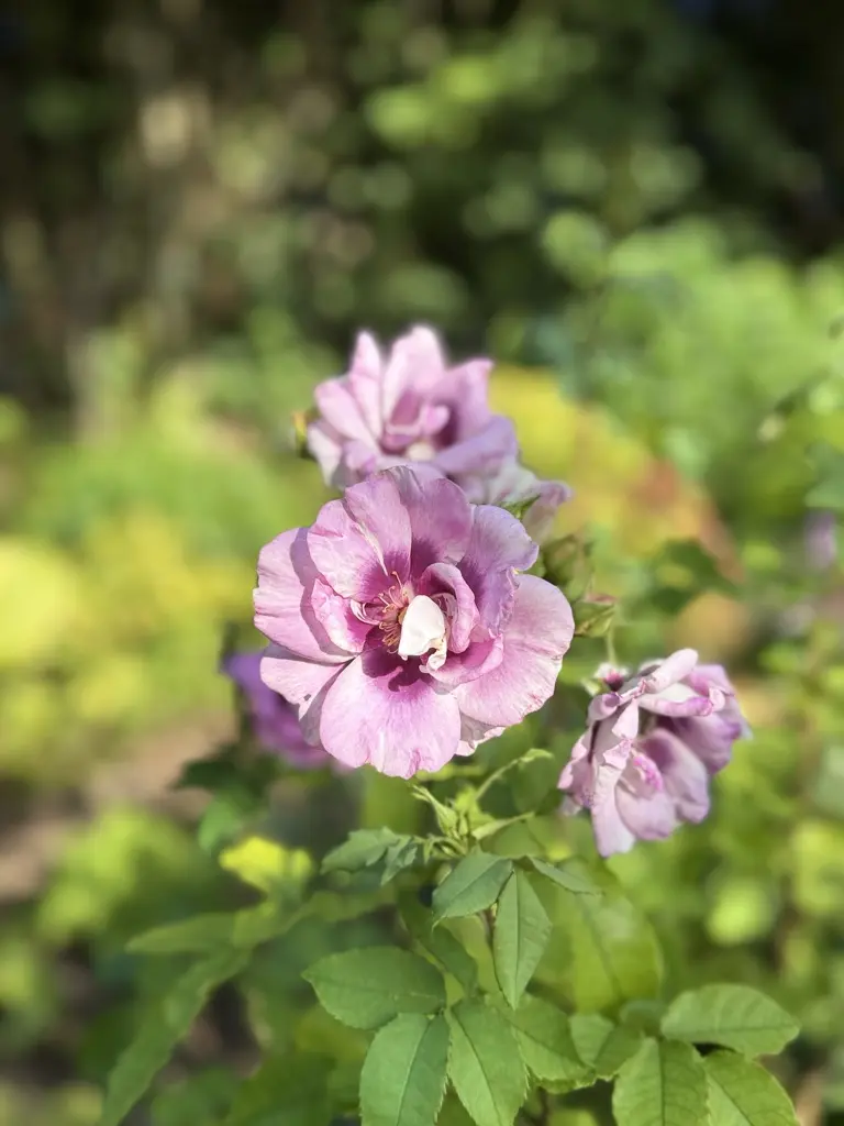Rosier