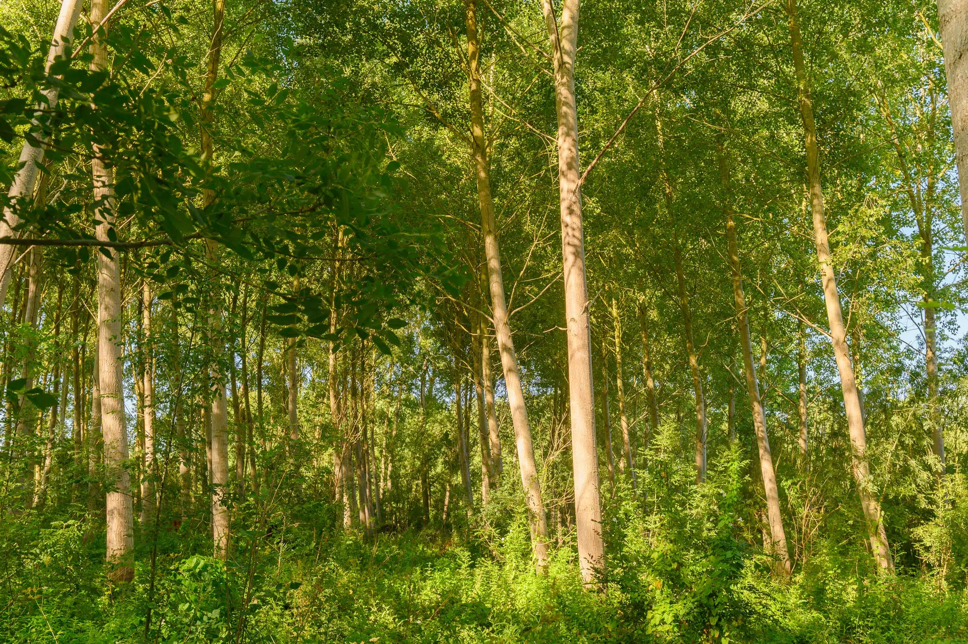 Escapade vélo de la Venise Verte - au coeur des peupleraies