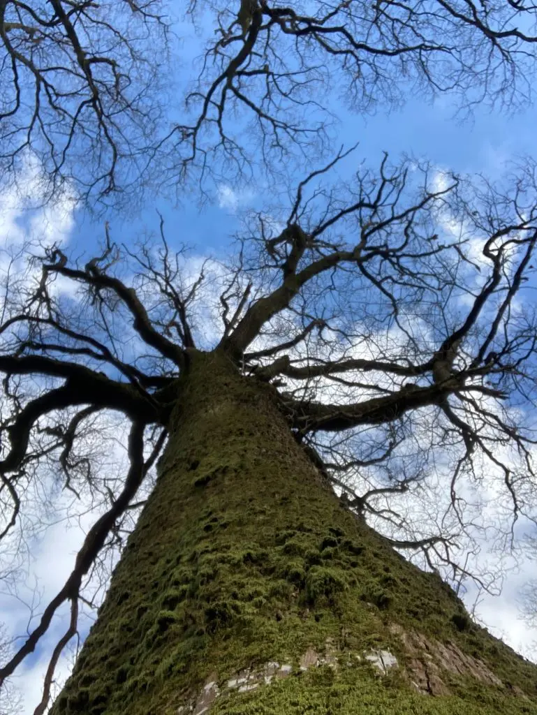 Balade en forêt