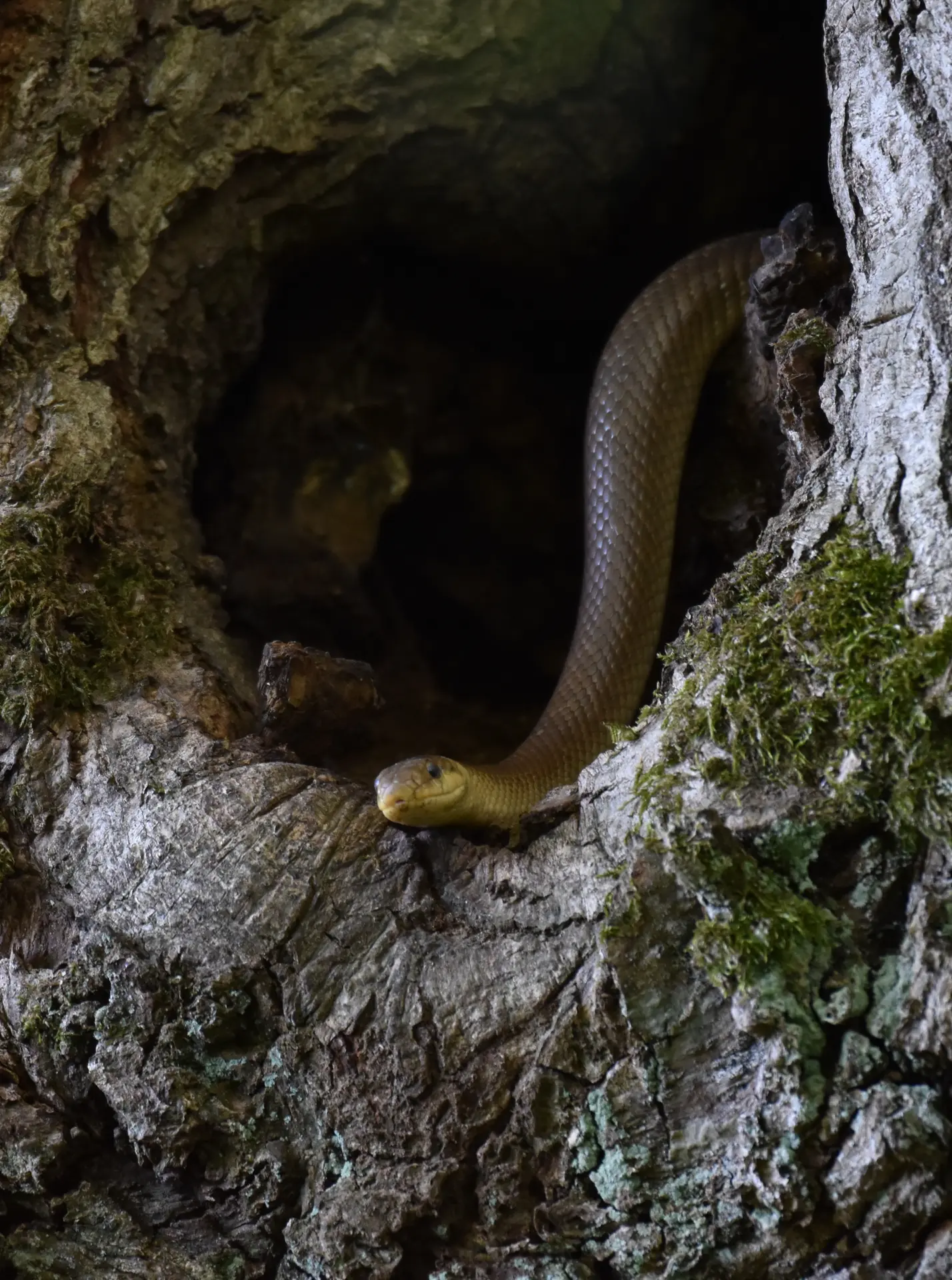 Couleuvre d'esculape