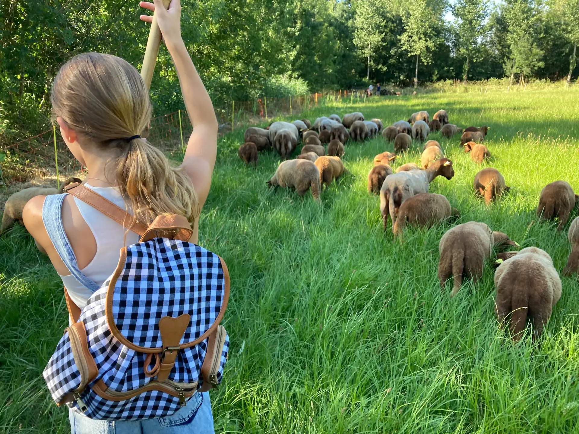 Transhumance des brebis