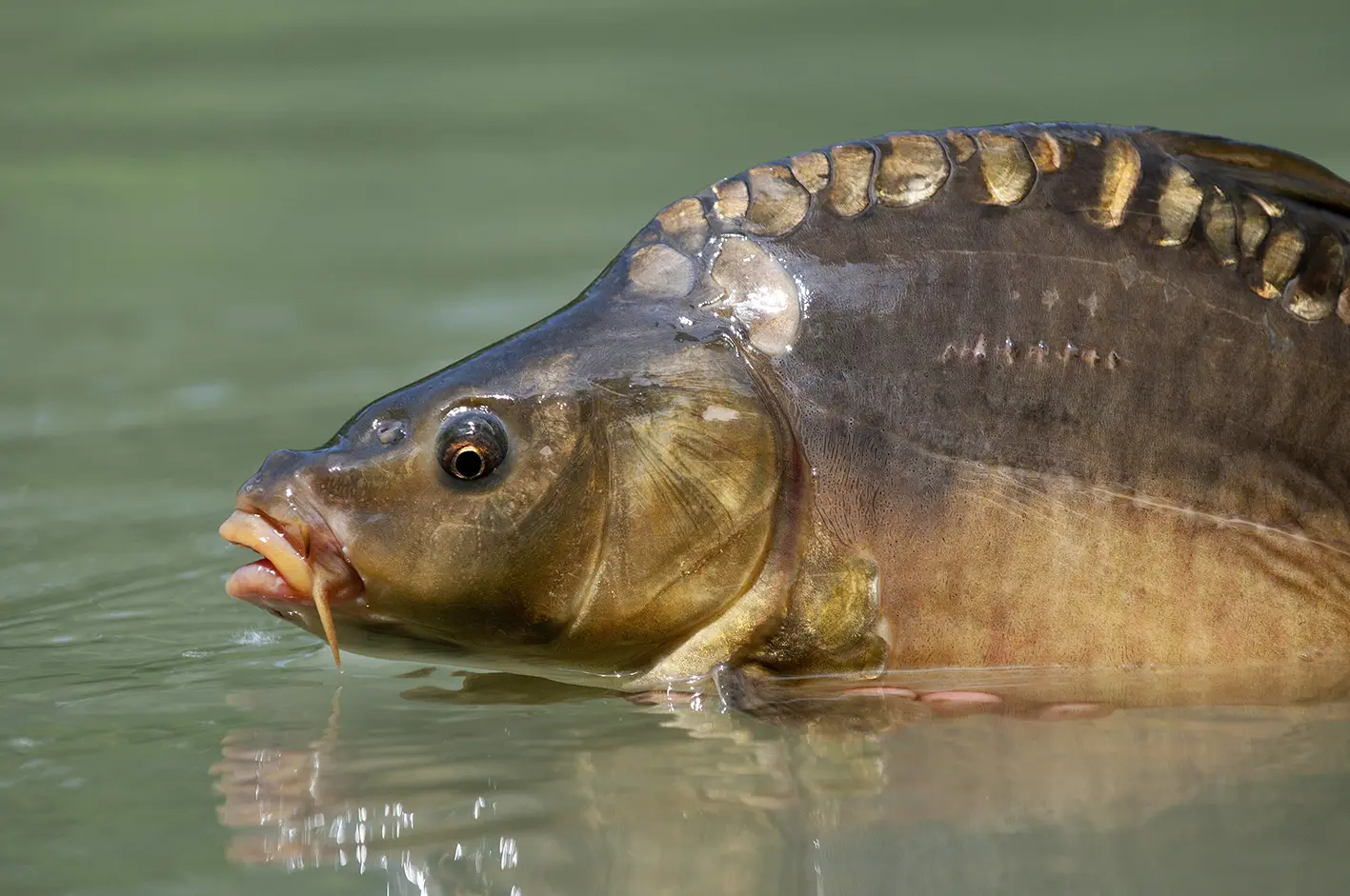 Stage pêche