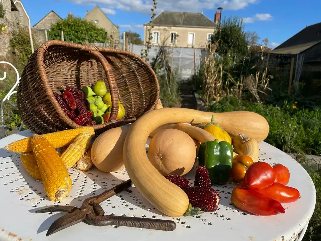 Récolte jardin forêt