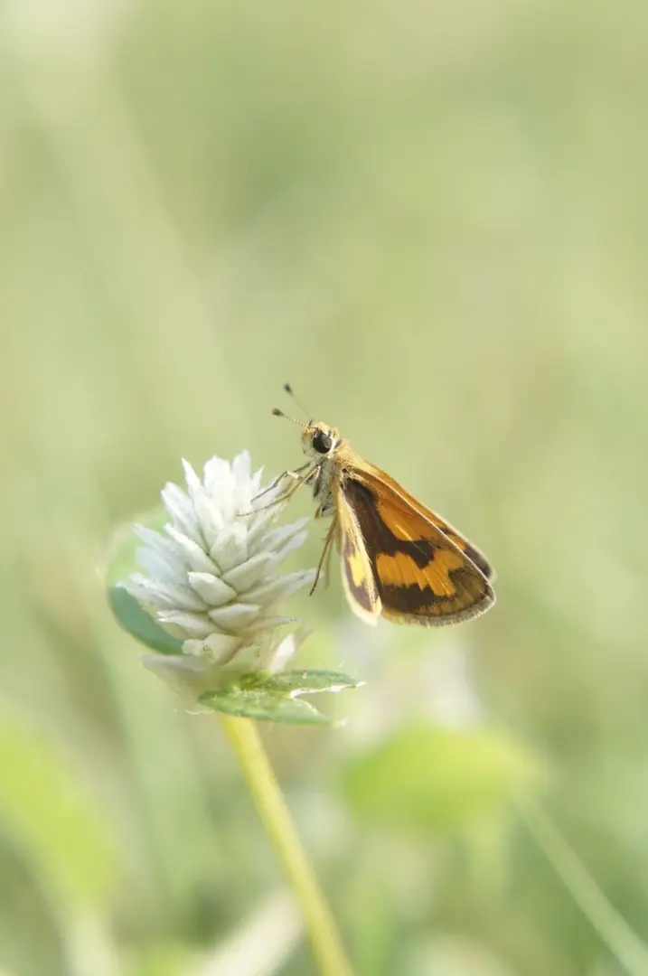 Wirestock_insects