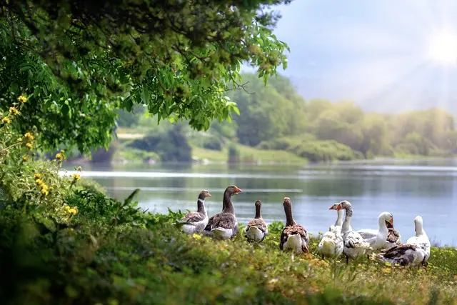 atlantios-wild-geese-3379677_640