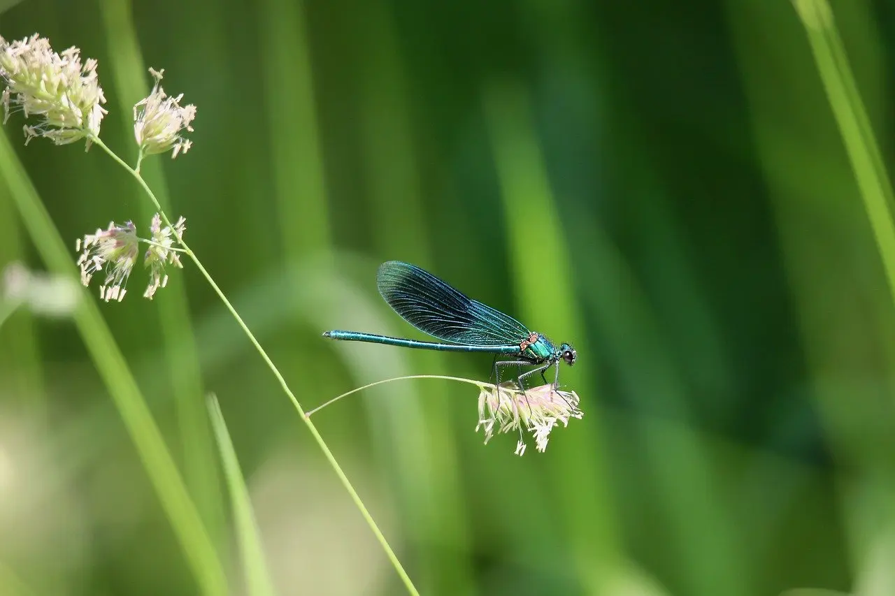 Animations Petites Bêtes, Amies du jardinier Les Jardins des Renaudies 1