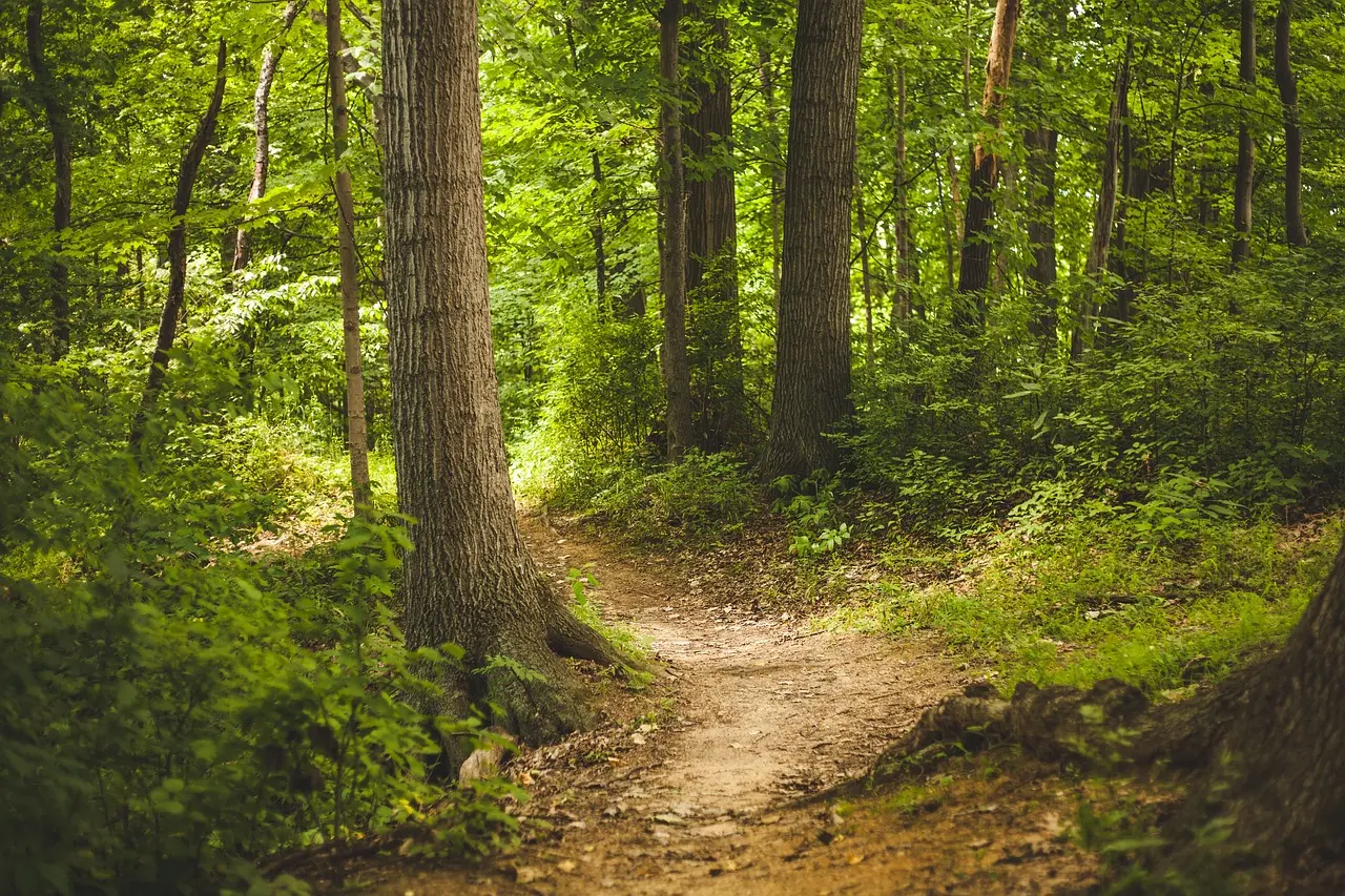 Les arbres et le réchauffement climatique