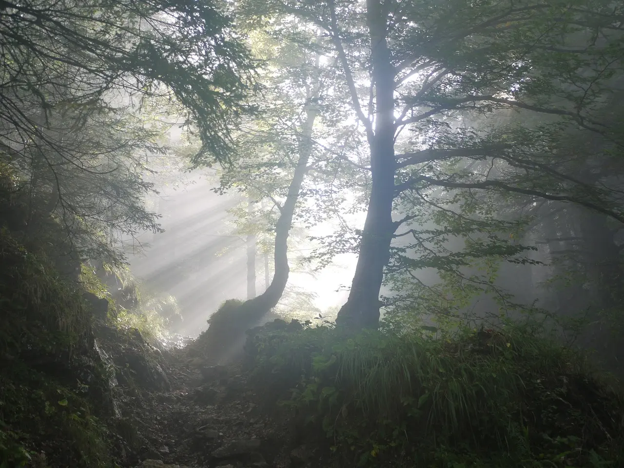 Découverte de la forêt Mervent en famille