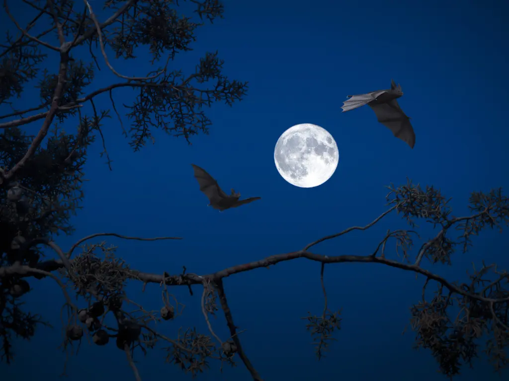 Nuit de la chauve-souris