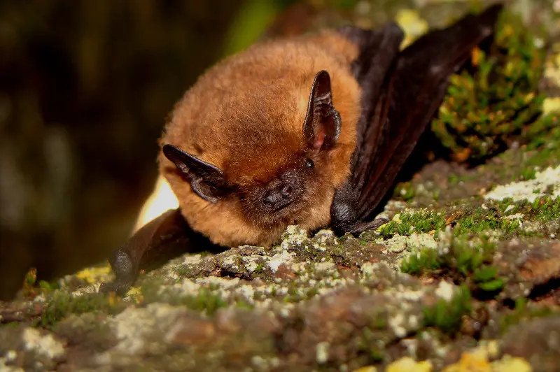 p54-Yohan DOUVENEAU-chauve-souris