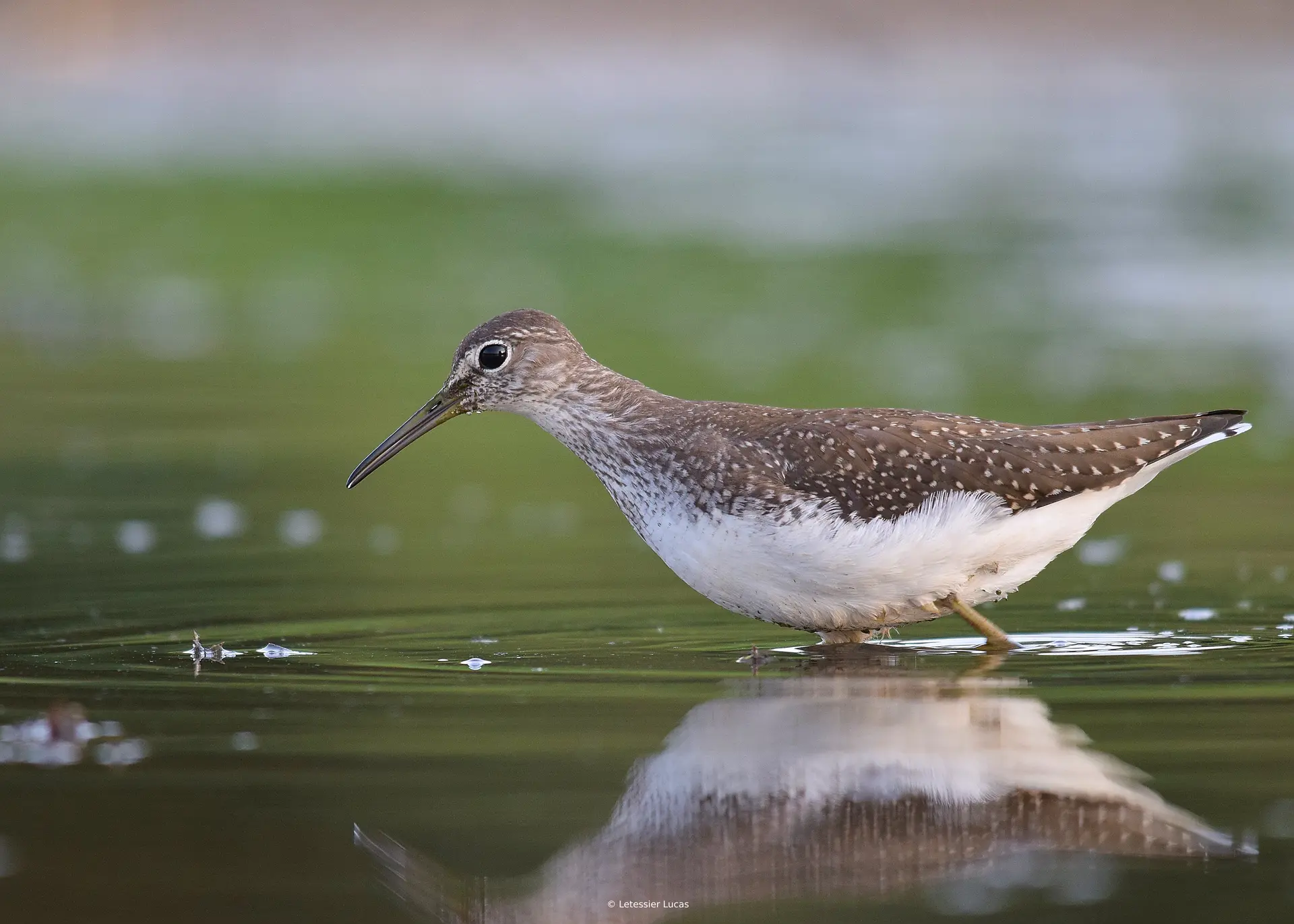 photos animalieres - © Lucas letessier