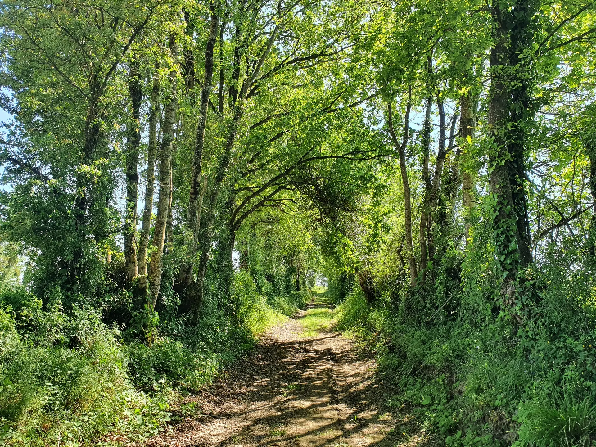 randonnée-les-etangs-foussais-payré-fontenay-vendee-85- (1)