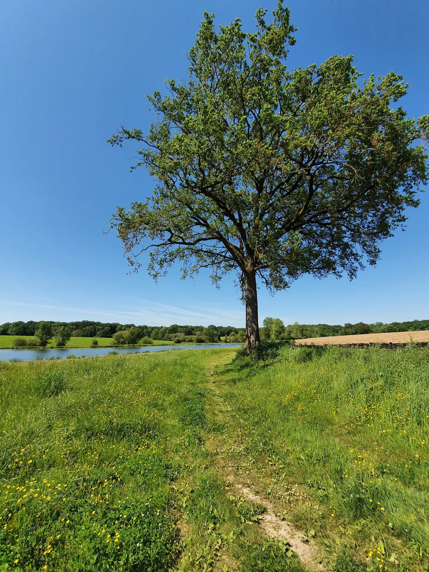 randonnée-les-etangs-foussais-payré-fontenay-vendee-85- (2)