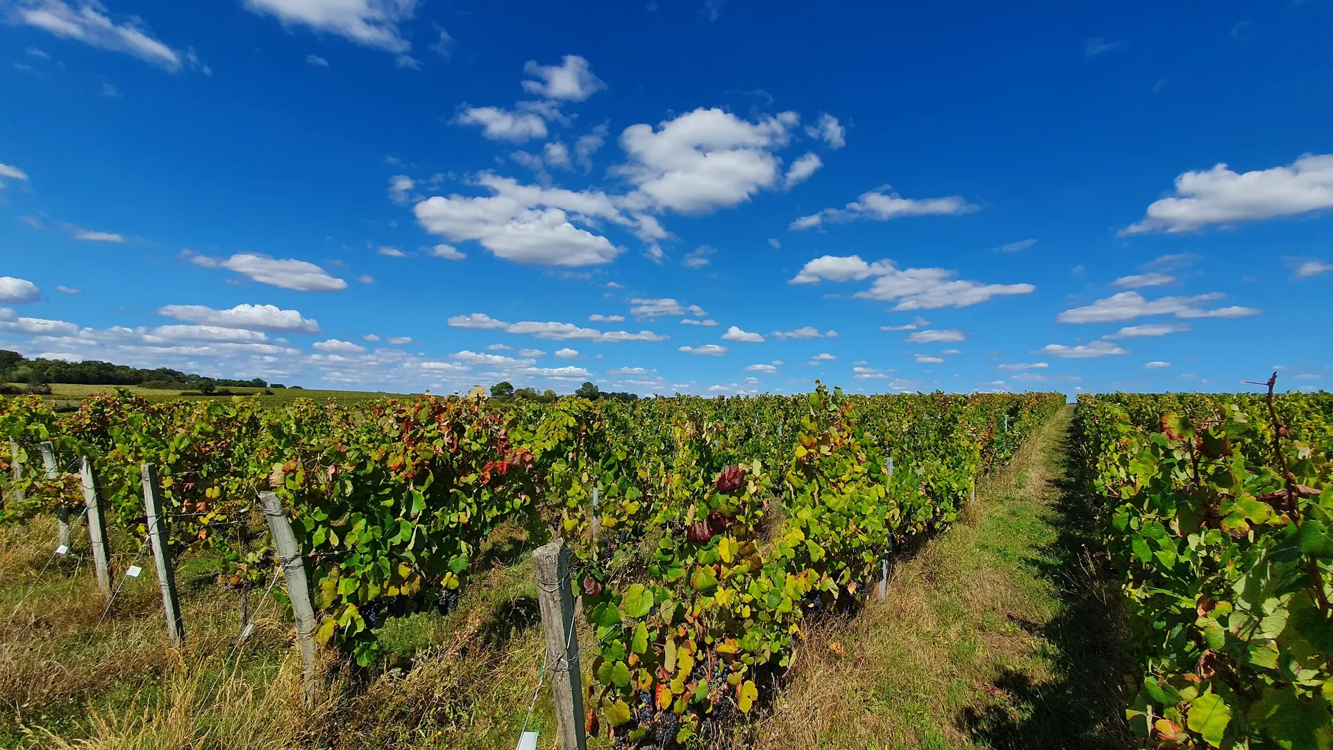 randonnée-les-vignes-pissotte-fontenay-vendee-85200-1