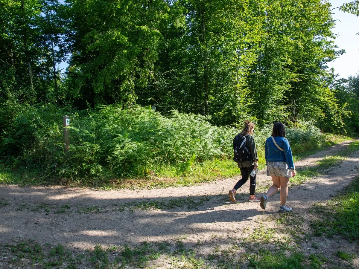 La forêt de Lyons