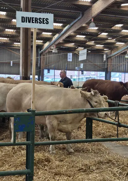 528_977_viande