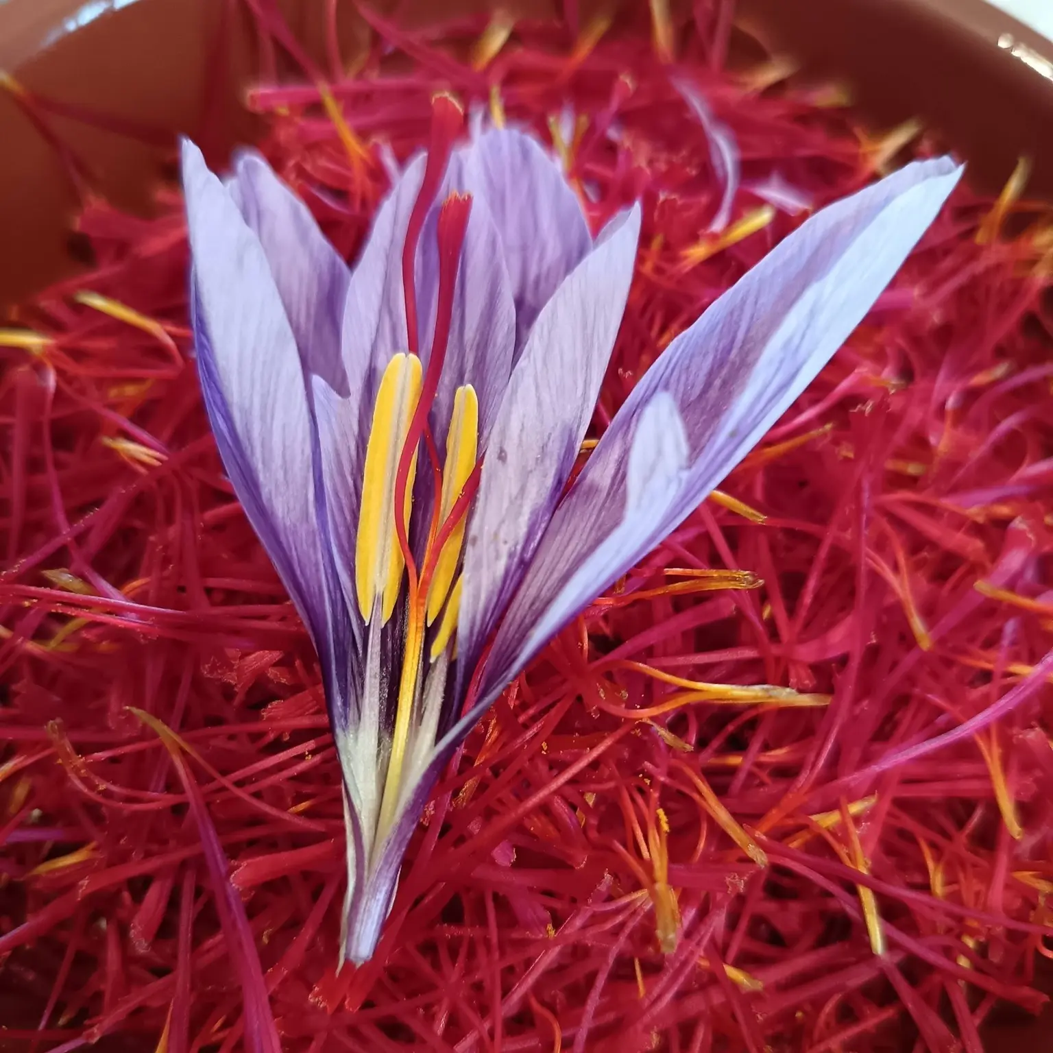 597386229_1457833412847119_6465110024739162398_n