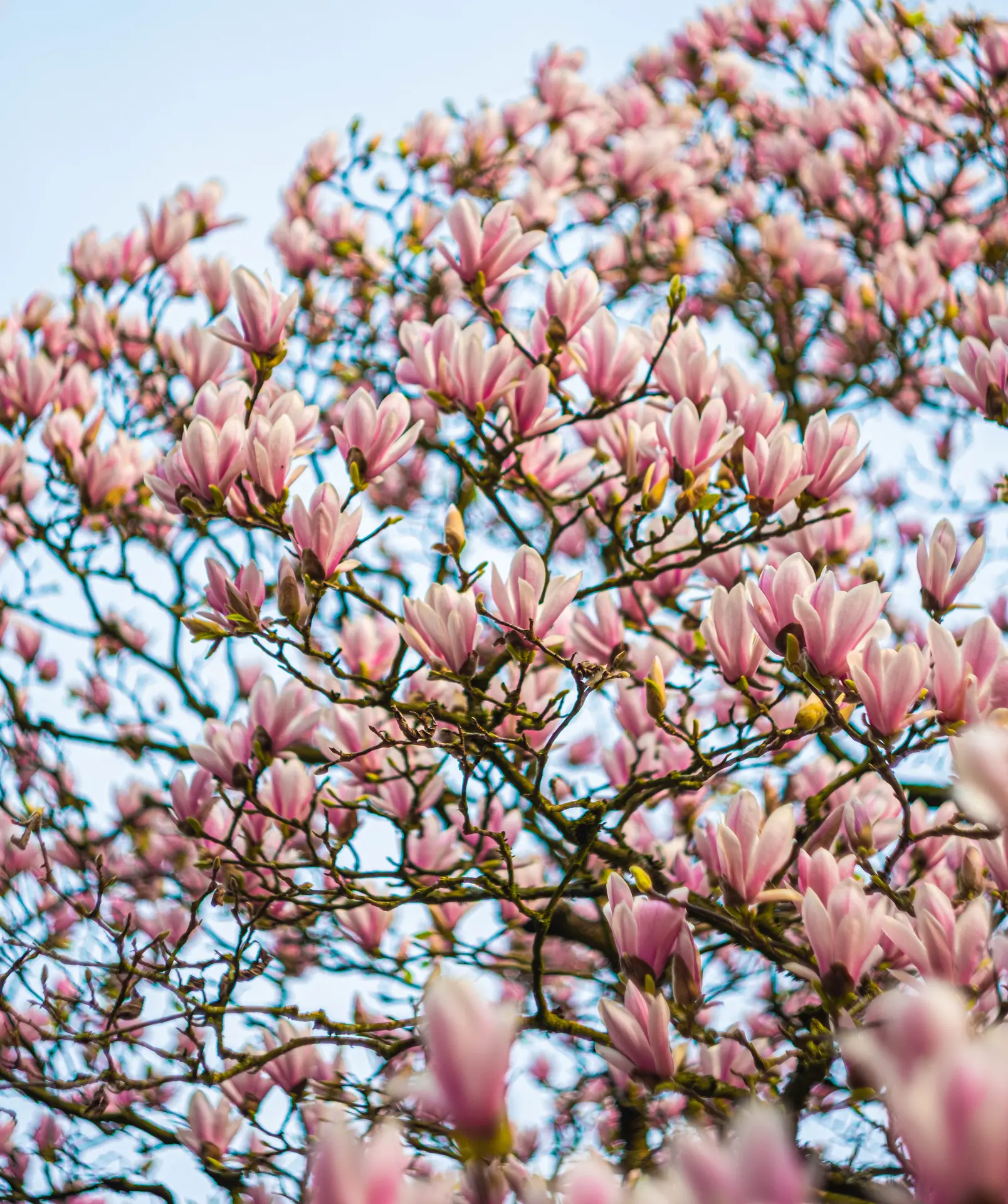 @ Rouen Tourisme Charlotte Thomas