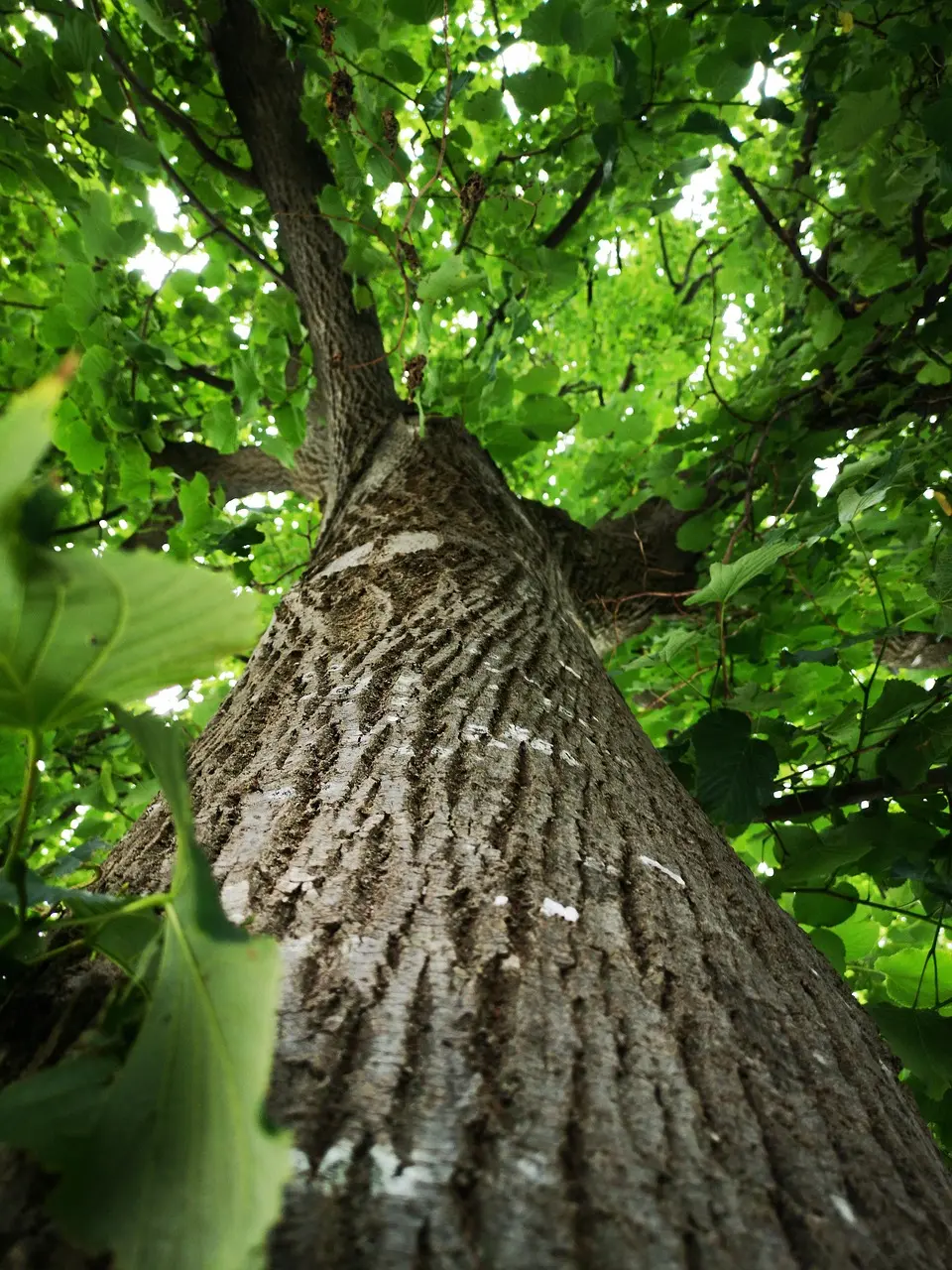 tree-4413080_1280-2