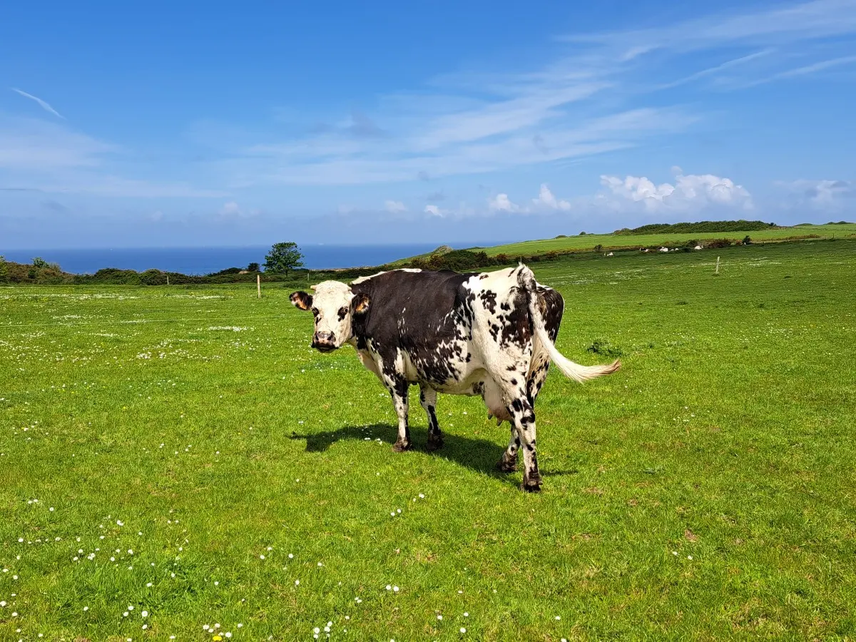 Randonnée dans la campagne Normande
