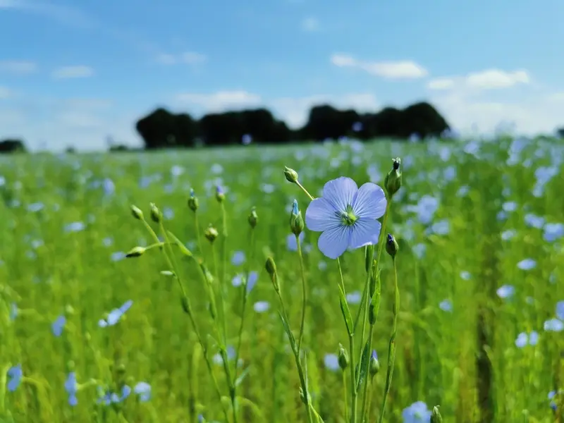 AllouvilleBellefosse_ConferenceLin1©YvetotNormandieTourisme-2026