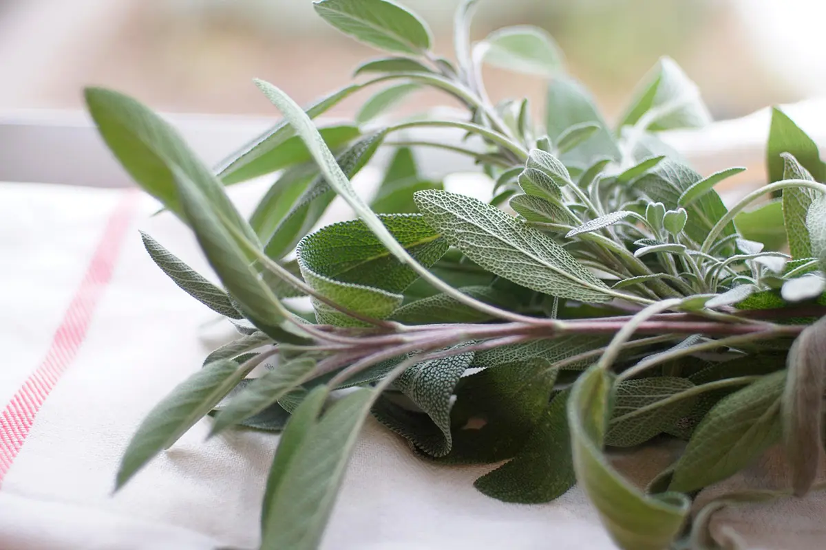 Aromate - Pixabay.jpeg