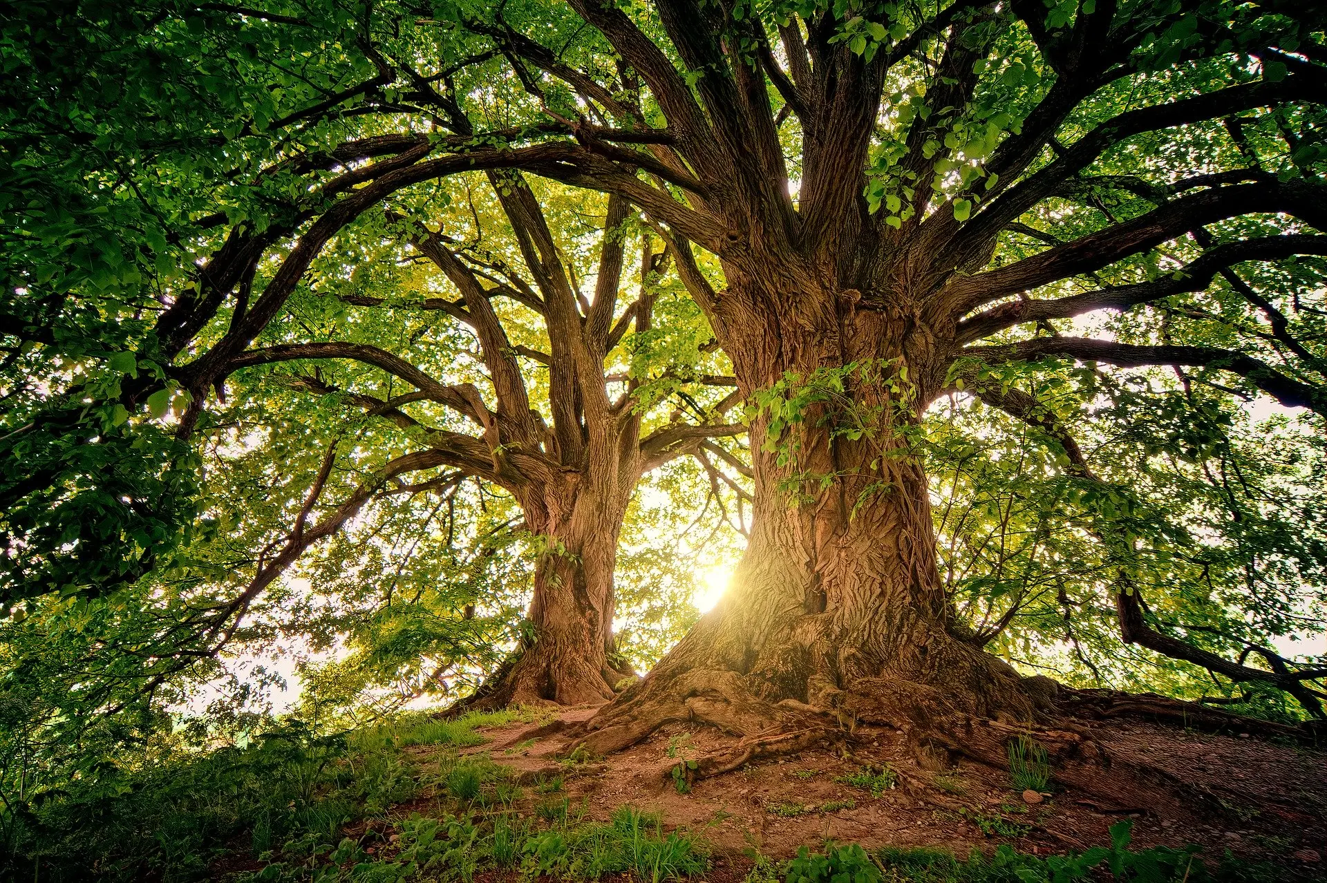Arbre - forêt