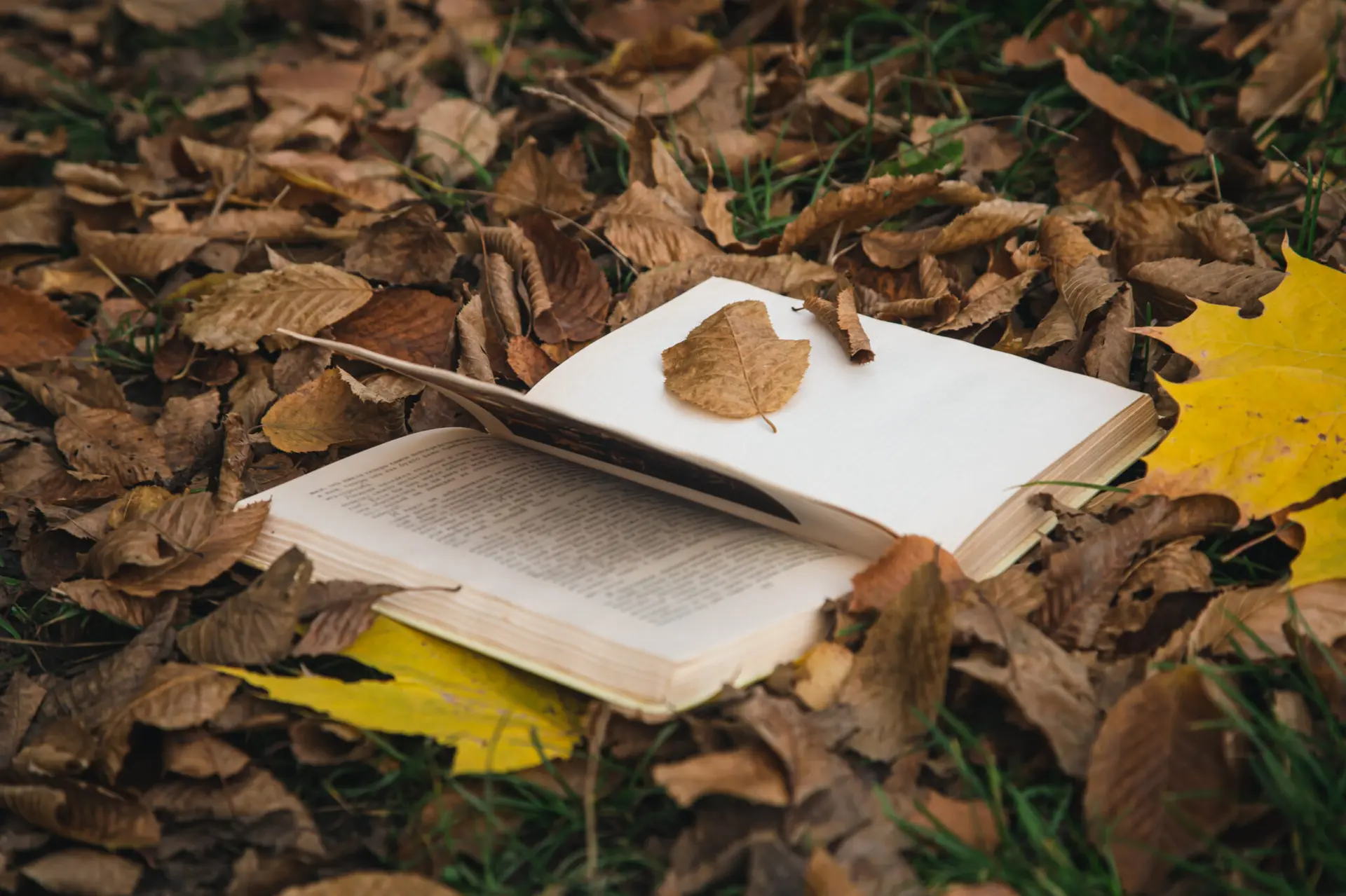 Automne