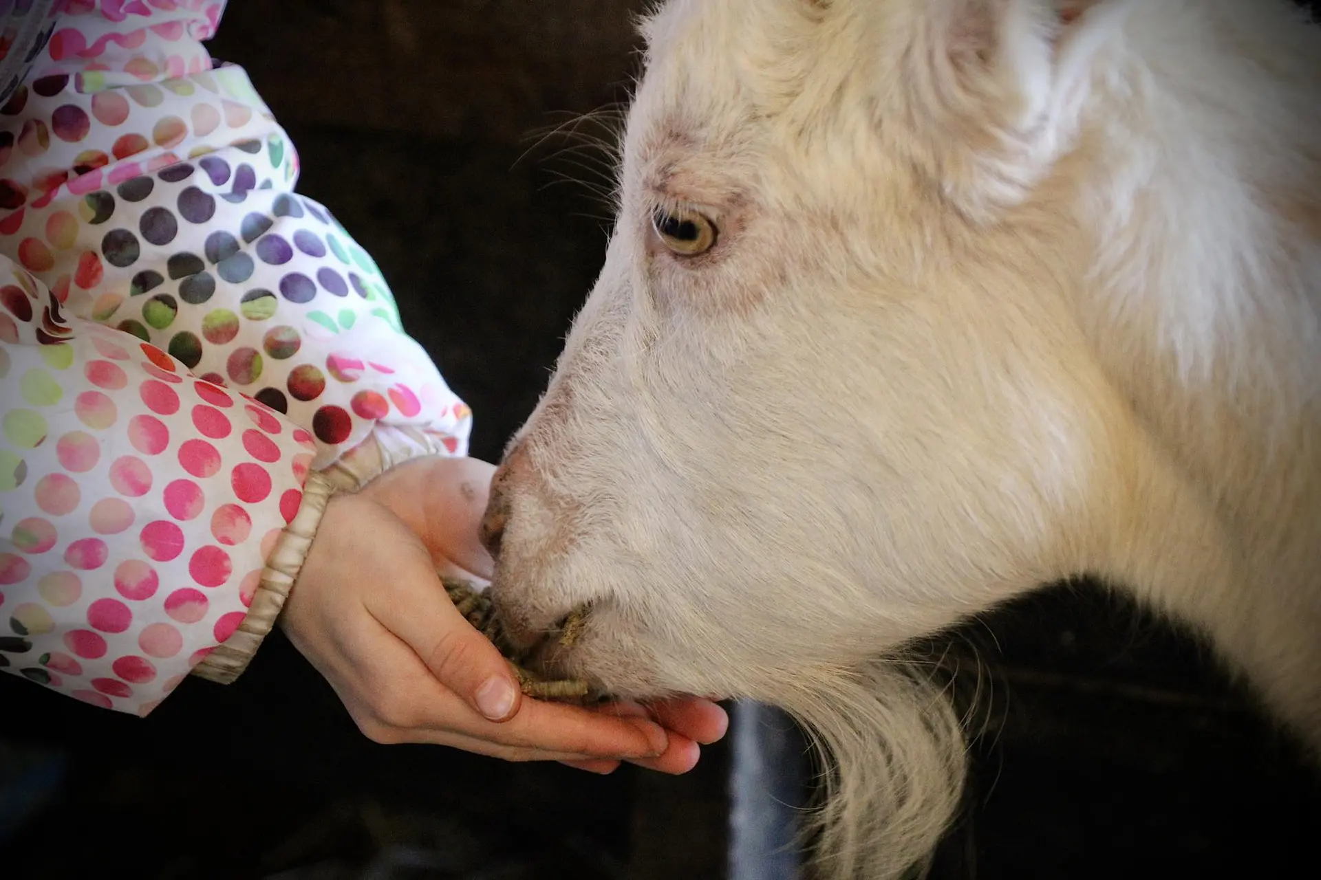 Ateliers journée à la ferme