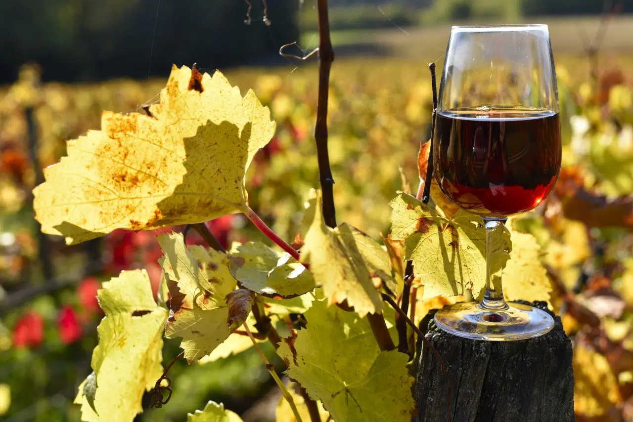 Beaujolais nouveau 2025