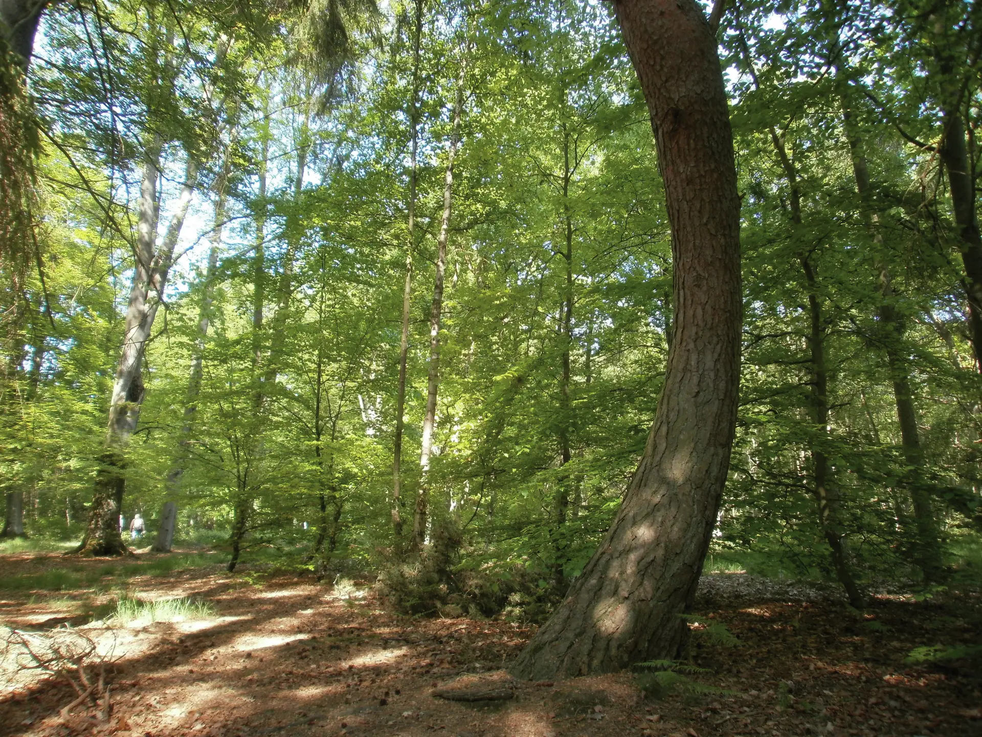 Bois de l'Epinay - 116