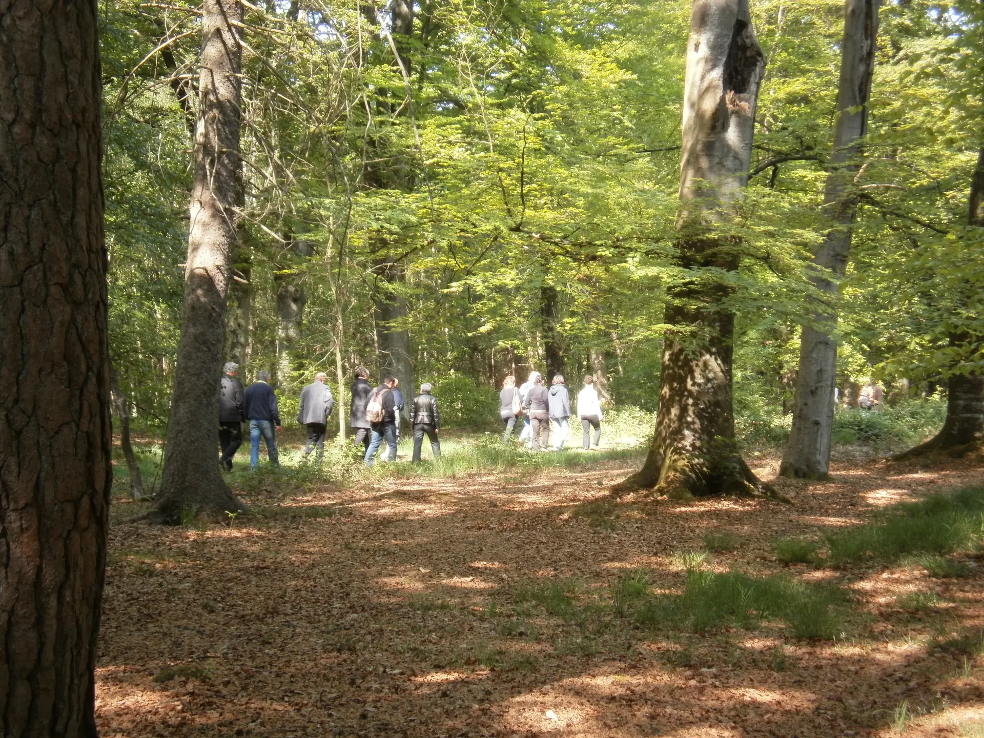 Bois de l'Epinay - 117