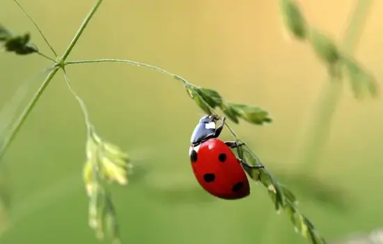 Propos de jardinier : À la découverte du cycle de vie des coccinelles