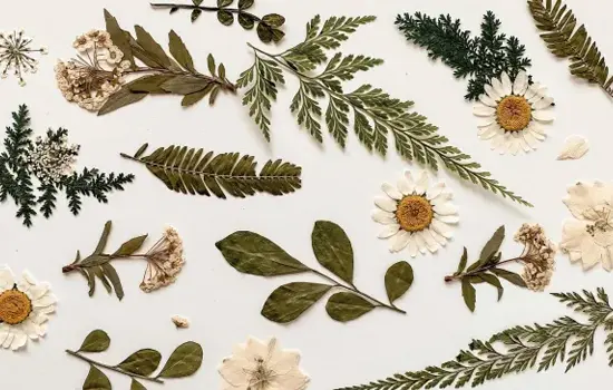 Atelier créatif : Créer sa planche d’herbier