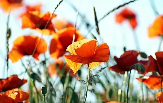 Propos de jardinier : Coquelicot et compagnie