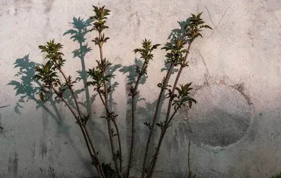 Propos de jardinier : Sauvages de mon jardin