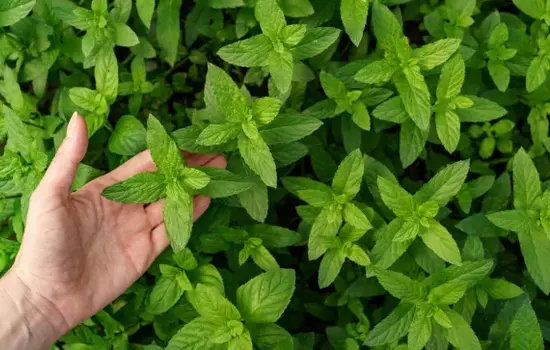 Atelier participatif : Bouturage des plantes aromatiques