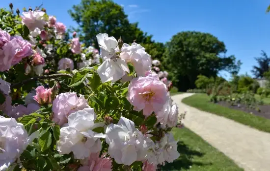 La botanique pour les nuls