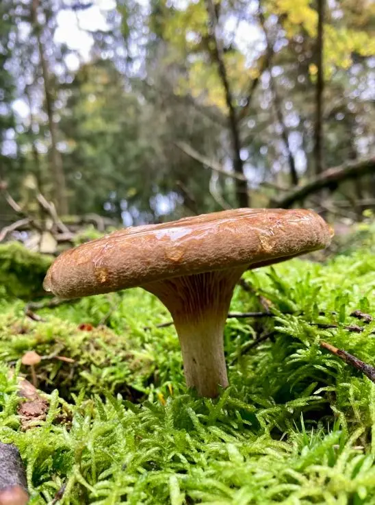 Randonnée Champignons