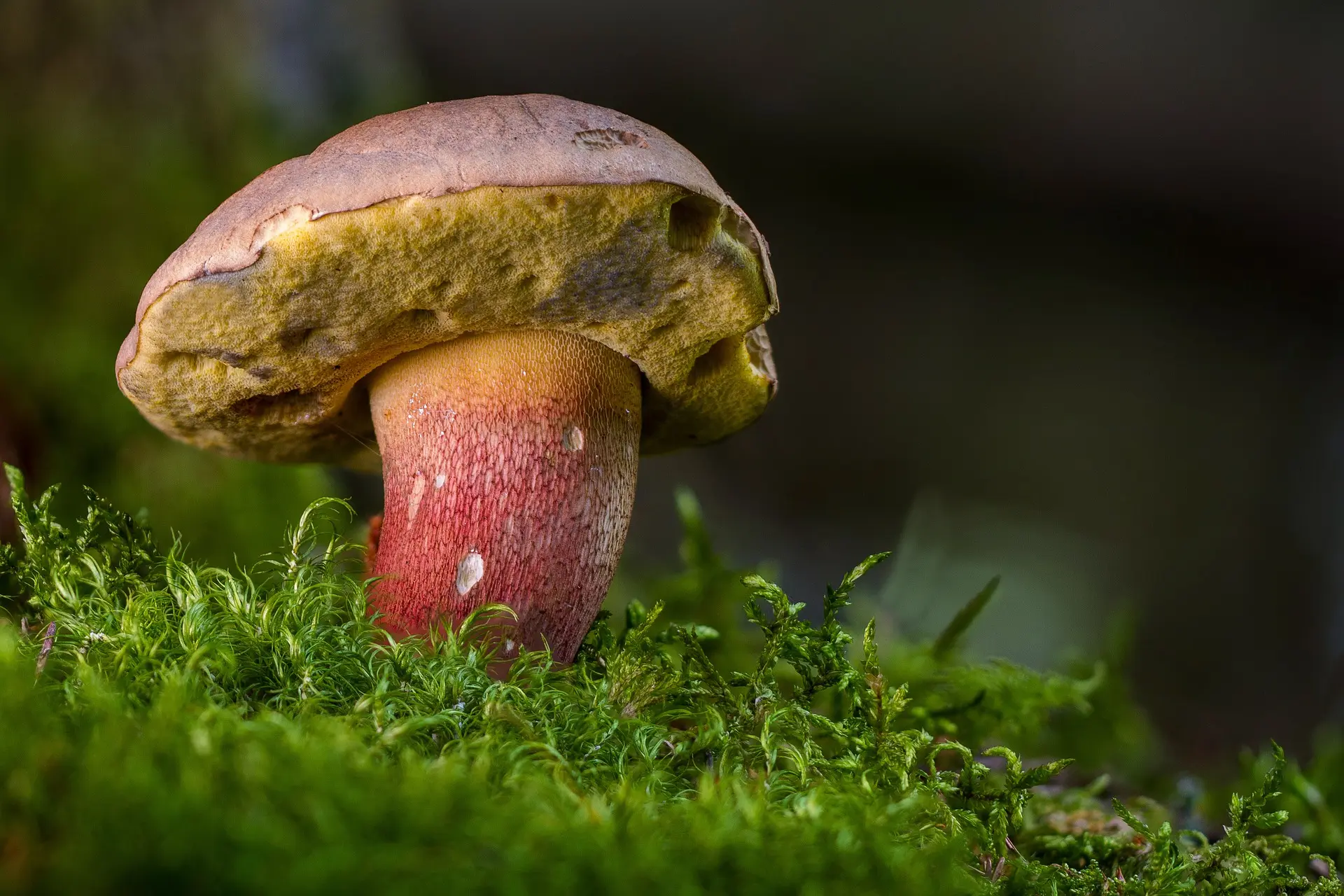 Champignon
