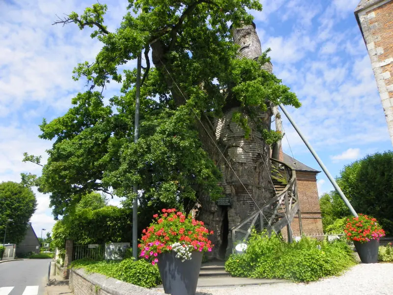 Chêne d'Allouville