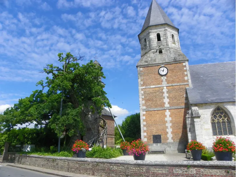 Chêne d'Allouville