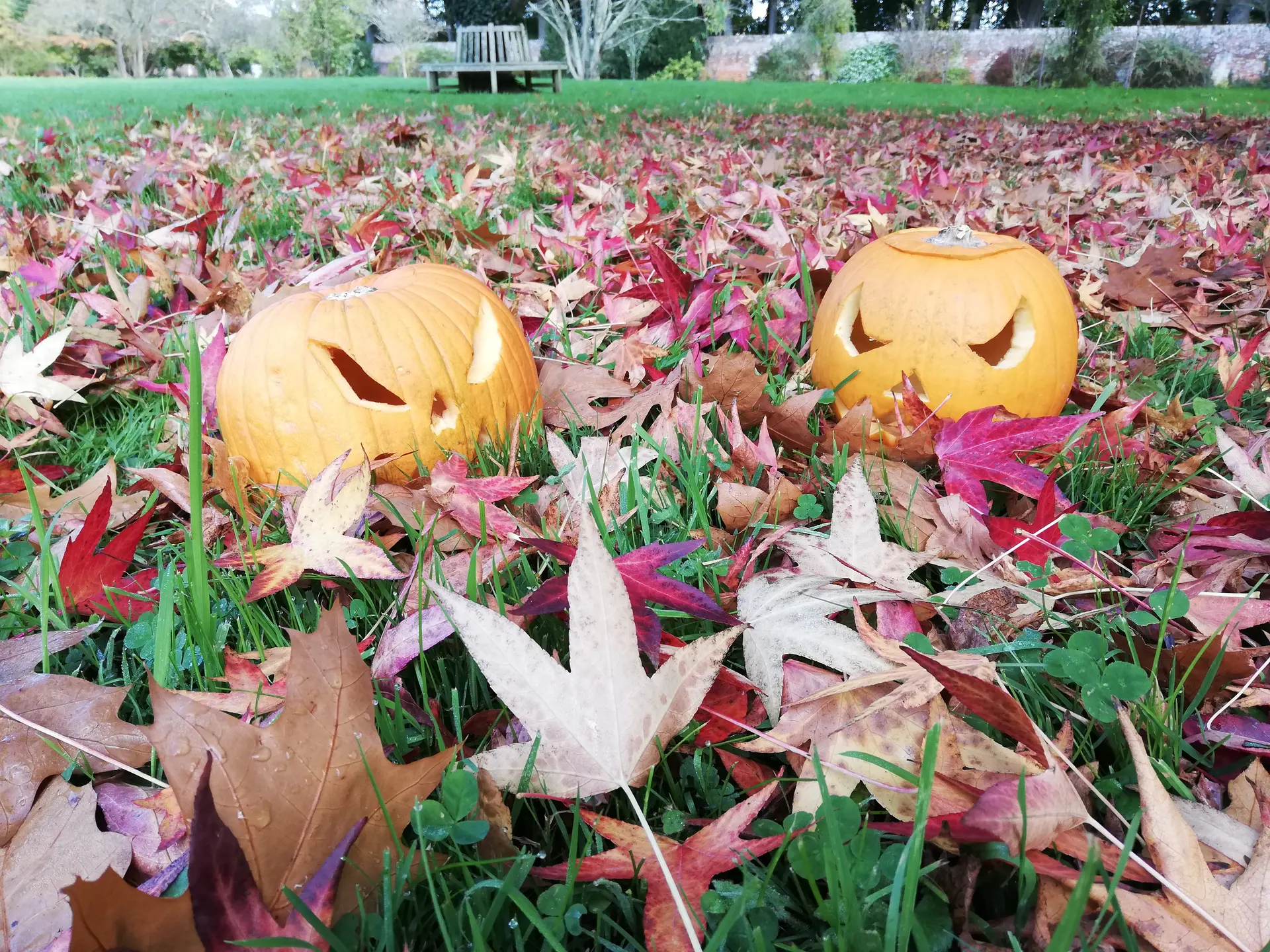 Citrouilles Jack O'Lantern
